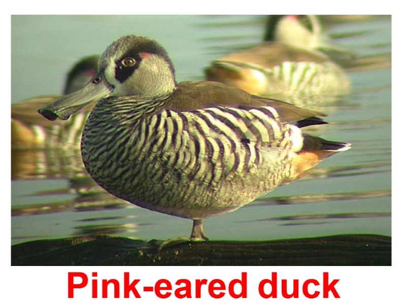 Pink-eared  duck